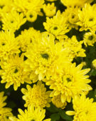 Chrysanthemum Blanchett® Yellow