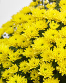 Chrysanthemum Blanchett® Yellow