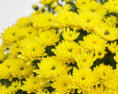 Chrysanthemum Blanchett® Yellow