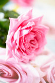 Rosa roze