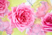 Rosa roze