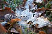 Frosty oak leaves