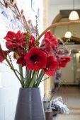 Hippeastrum Royal Velvet ® Hippeastrum Royal Velvet ®