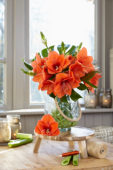 Hippeastrum Naranja ® Hippeastrum Naranja ®