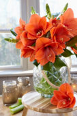 Hippeastrum Naranja ® Hippeastrum Naranja ®