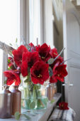 Hippeastrum Royal Velvet ® Hippeastrum Royal Velvet ®