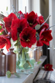 Hippeastrum Royal Velvet ® Hippeastrum Royal Velvet ®