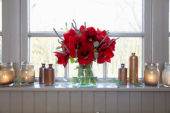 Hippeastrum Royal Velvet ® Hippeastrum Royal Velvet ®
