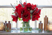 Hippeastrum Royal Velvet ® Hippeastrum Royal Velvet ®