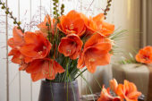Hippeastrum Naranja ® Hippeastrum Naranja ®