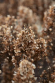 Hydrangea paniculata Baby Lace® Hydrangea paniculata Baby Lace®