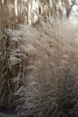 Miscanthus sinensis Cute One