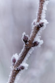 Sambucus racemosa Lemon Lace® Sambucus racemosa Lemon Lace®