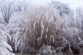 Miscanthus sinensis Little Zebra ® Miscanthus sinensis Little Zebra ®