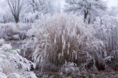 Miscanthus sinensis Little Zebra ® Miscanthus sinensis Little Zebra ®