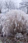Miscanthus sinensis Little Zebra ® Miscanthus sinensis Little Zebra ®