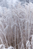 Miscanthus sinensis Little Zebra ® Miscanthus sinensis Little Zebra ®