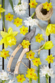 Narcissus collage