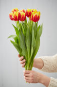 Tulipa Denmark