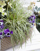 Carex EverColor® Evercream Carex EverColor® Evercream
