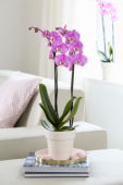 Phalaenopsis Luxor