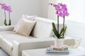 Phalaenopsis Luxor