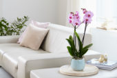 Phalaenopsis Sacramento