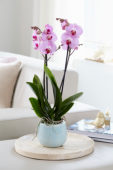 Phalaenopsis Sacramento