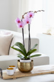 Phalaenopsis Washington