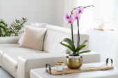 Phalaenopsis Washington