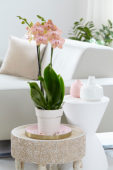 Phalaenopsis Ravello