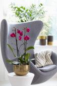 Phalaenopsis Rio Grande