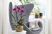 Phalaenopsis Rio Grande
