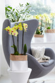 Phalaenopsis Limelight