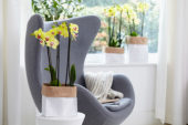 Phalaenopsis Limelight