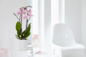 Phalaenopsis Salinas