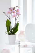 Phalaenopsis Salinas
