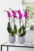 Phalaenopsis Atlantis