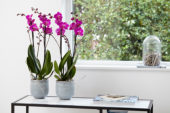 Phalaenopsis Atlantis