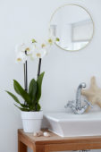 Phalaenopsis White World