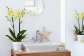Phalaenopsis Alassio