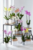 Phalaenopsis collectie