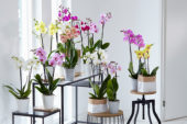 Phalaenopsis collectie