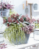 Carex EverColor® Everoro Carex EverColor® Everoro