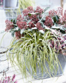 Carex EverColor® Everoro Carex EverColor® Everoro