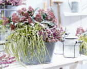 Carex EverColor® Everoro Carex EverColor® Everoro
