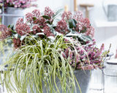 Carex EverColor® Everoro Carex EverColor® Everoro