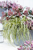 Carex EverColor® Everoro Carex EverColor® Everoro