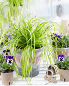 Carex EverColor® Everillo Carex EverColor® Everillo