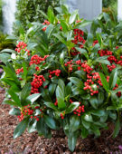 Skimmia japonica Sensation ® Skimmia japonica Sensation ®